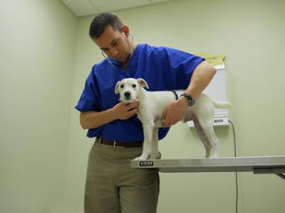 Dr. giving Dog exam